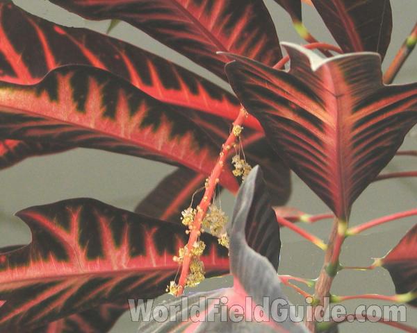 Leaves<br>(Location of Picture: Manito Gardens, Washington, USA)