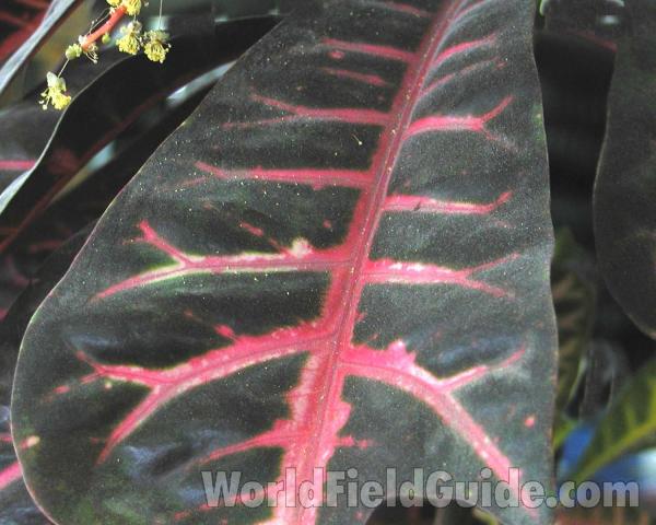 Leaf<br>(Location of Picture: Manito Gardens, Washington, USA)