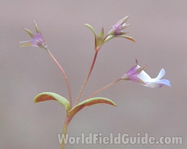 Flowers - Side View<br>(Location of Picture: Okanogan, Washington, USA)