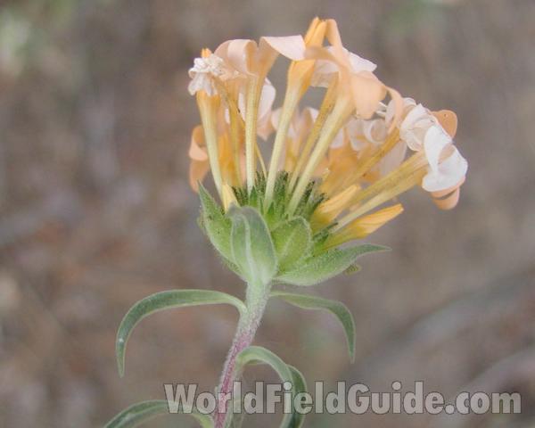 Flower Head - Side View<br>(Location of Picture: Conconully, Washington,m USA)