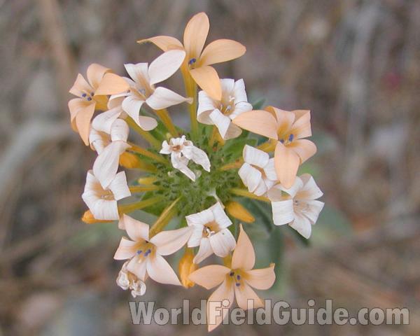 Flower Head<br>(Location of Picture: Conconully, Washington, USA)