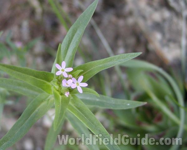 Top Of Plant<br>(Location of Picture: Okanogan, Washington, USA)