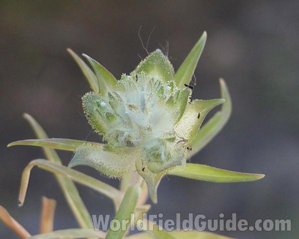 Seed Head - View #2<br>(Location of Picture: Okanogan, Washington, USA)