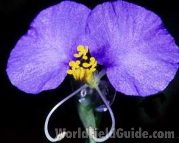 Flower<br>(Location of Picture: Garden, Omak, Washington, USA)