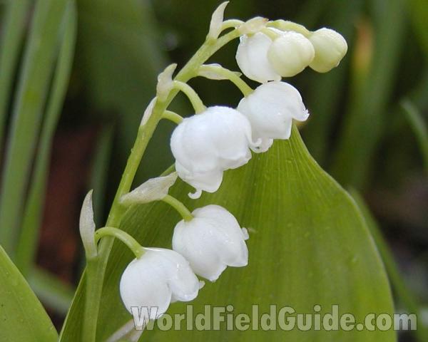 Flowers<br>(Location of Picture: Okanogan, Washington, USA)