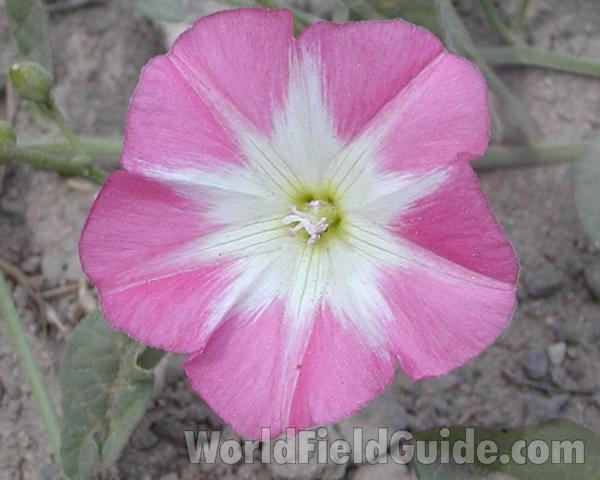 Flower<br>(Location of Picture: Okanogan, Washington, USA)