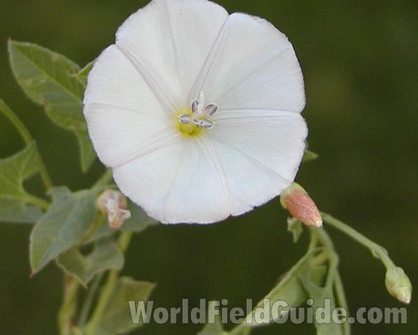 Flower - Front View<br>(Location of Picture: Okanogan, Washington, USA)