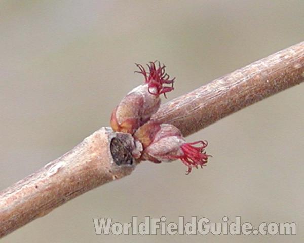 Female Flowers<br>(Location of Picture: Okanogan, Washington, USA)