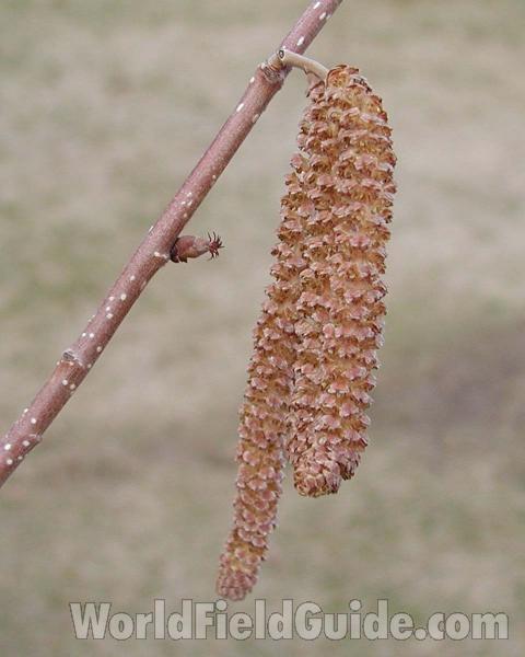 Male and Female Flower<br>(Location of Picture: Okanogan, Washington, USA)