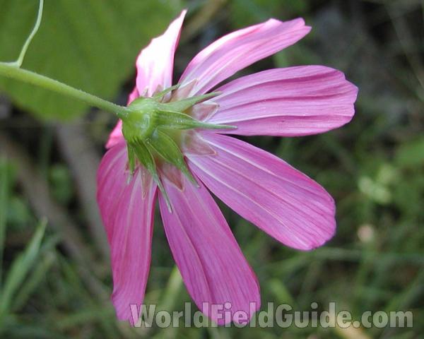 Flower - Back<br>(Location of Picture: Okanogan, Washington, USA)