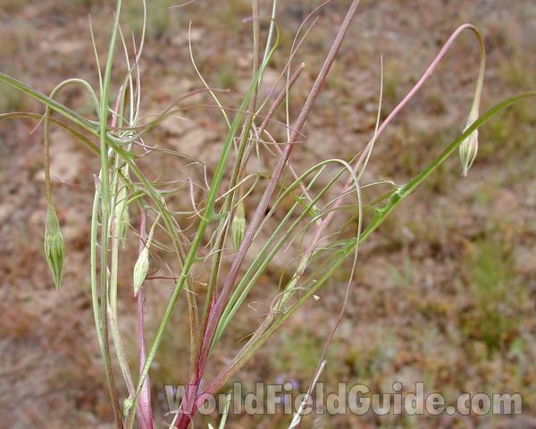 Top Of Plant<br>(Location of Picture: Okanogan, Washingtonm, USA)