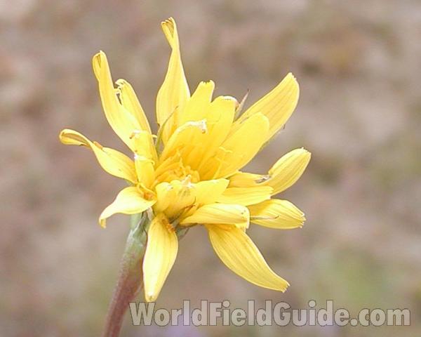 Flower<br>(Location of Picture: Okanogan, Washingtonm, USA)