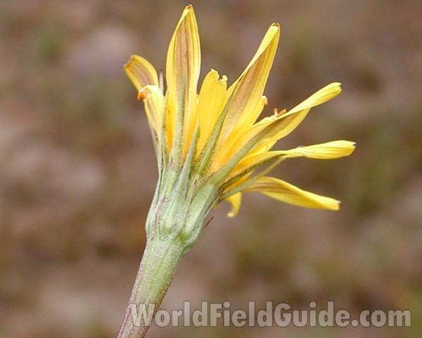 Flower - Back View<br>(Location of Picture: Okanogan, Washingtonm, USA)