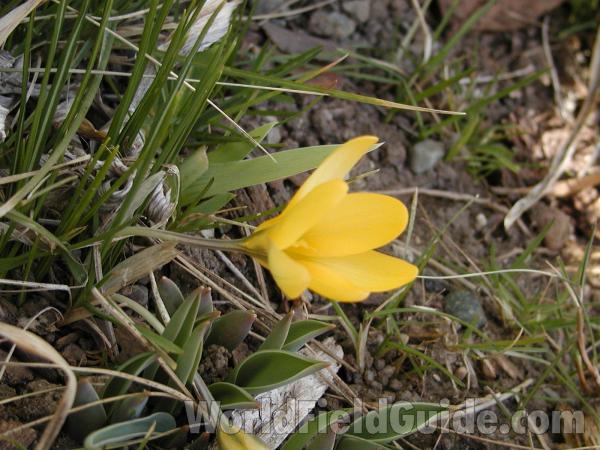 Flower - Yellow View #2<br>(Location of Picture: Garden, Okanogan, Washington, USA)