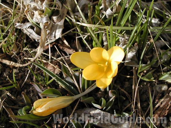 Flower - Yellow<br>(Location of Picture: Okanogan, Washington, USA)