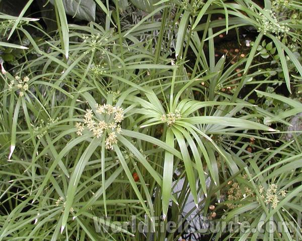 Top View<br>(Location of Picture: Manito Garden, Washington, USA)