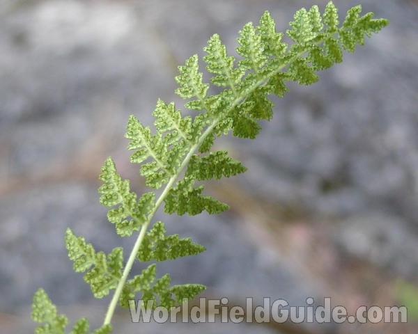 Frond - Underside<br>(Location of Picture: Conconully, Washington, USA)