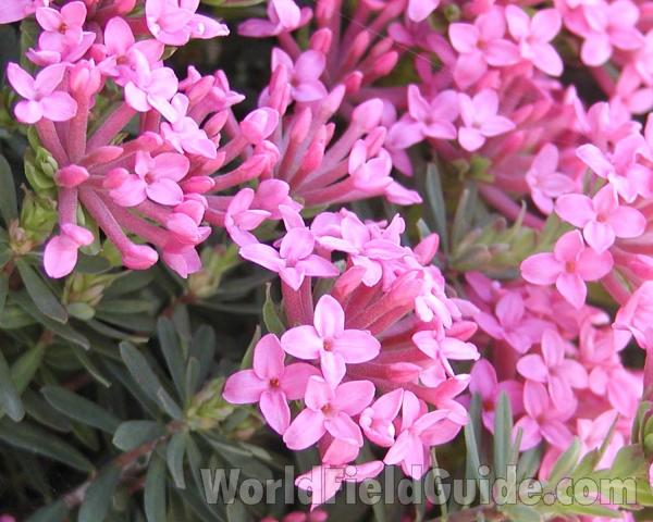 Flowers<br>(Location of Picture: Manito Garden, Washington, USA)