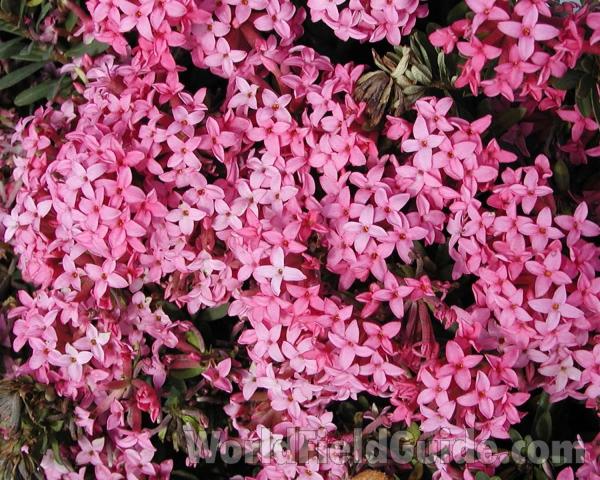 Flowers View #2<br>(Location of Picture: Manito Garden, Washington, USA)