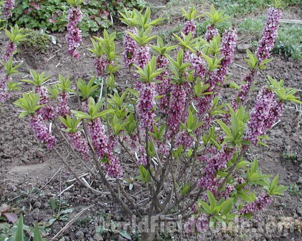 Habitat<br>(Location of Picture: Garden, Okanogan, Washington, USA)