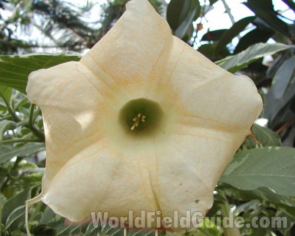 Flower - Front View<br>(Location of Picture: Manito Garden, Washington, USA)