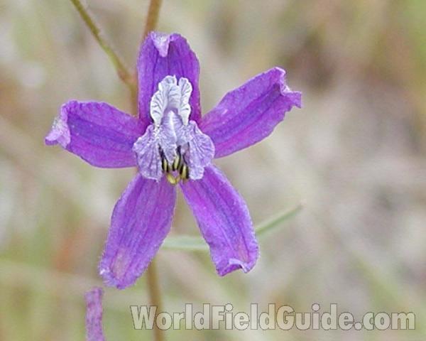 Flower - Front View