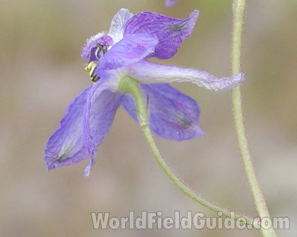 Flower - Underside