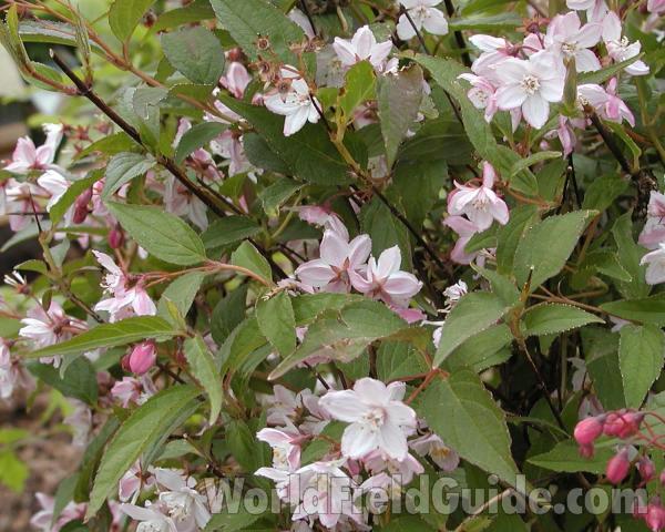 Habitat<br>(Location of Picture: Manito Garden, Washington, USA)