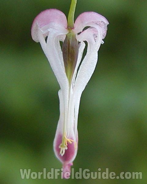 Flower<br>(Location of Picture: Okanogan, Washington, USA)