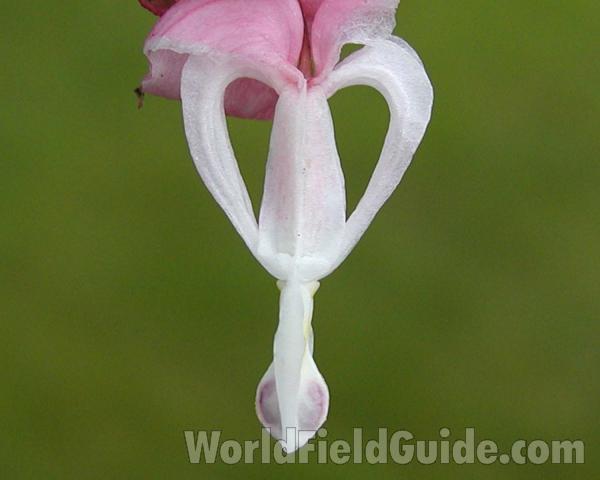 Flower - View #3<br>(Location of Picture: Garden, Washington, USA)