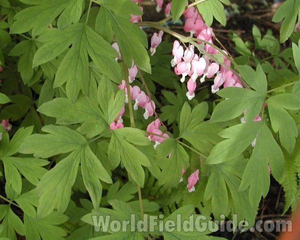 Leaves<br>(Location of Picture: Garden, Washington, USA)