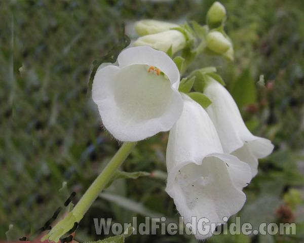 Flower - Front View<br>(Location of Picture: Garden, Okanogan, Washington, USA)