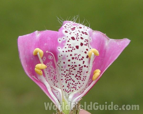 Flower - Cut Open<br>(Location of Picture: Washington, USA)