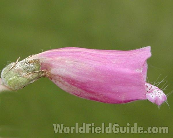 Flower - Side View<br>(Location of Picture: Washignton, USA)