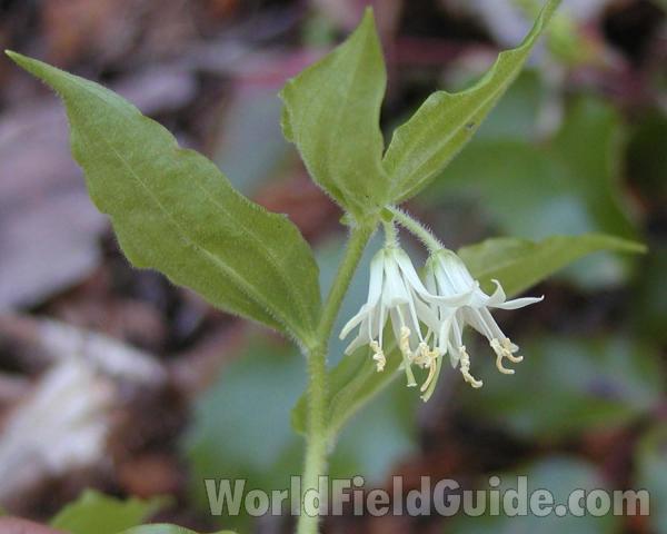 Top Of Plant in Bloom<br>(Location of Picture: Conconully, Washington, USA)