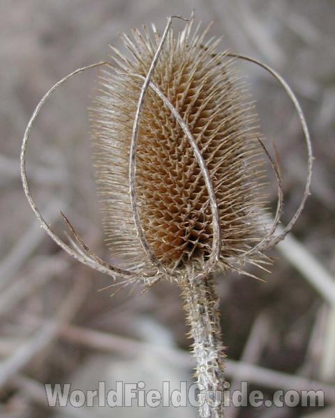 Fruit<br>(Location of Picture: Timm Ranch, Washington, USA)