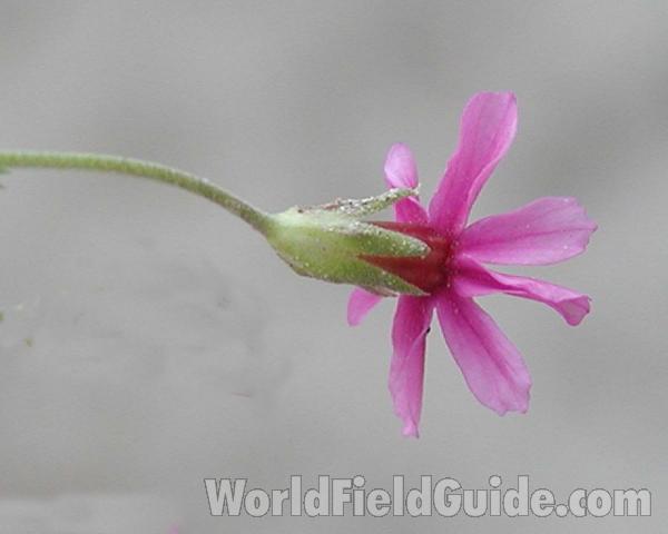 Flower - Back View<br>(Location of Picture: Chelan, Washington, USA)