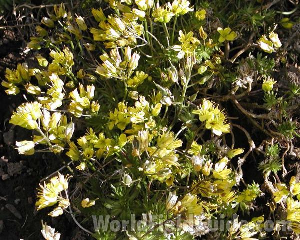 Plants<br>(Location of Picture: Garden, Okanogan, Washington, USA)