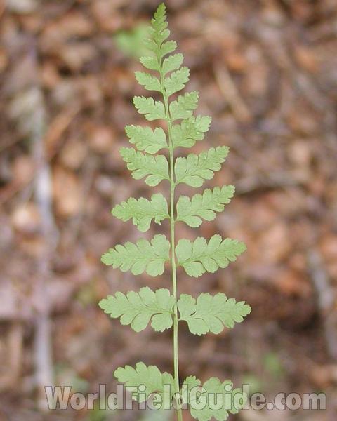 Frond<br>(Location of Picture: Conconully, Washington, USA)