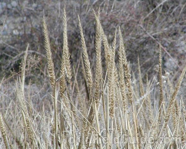 Top Of Plant<br>(Location of Picture: Garden, Okanogan, Washington, USA)