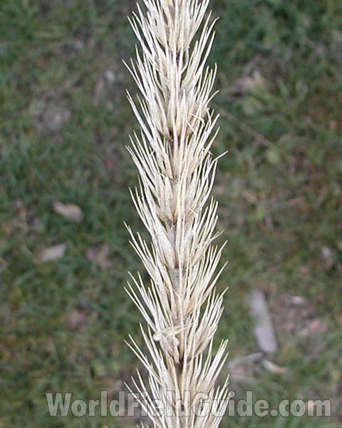 Raceme - Close View<br>(Location of Picture: Garden, Okanogan, Washington, USA)