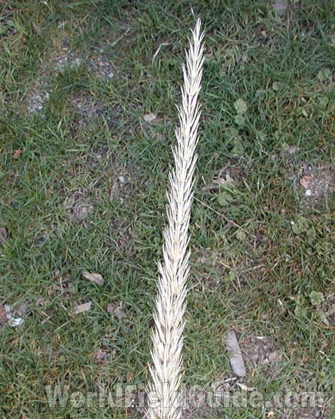 Raceme<br>(Location of Picture: Garden, Okanogan, Washington, USA)