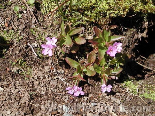 Habitat<br>(Location of Picture: Cascade Mountains, Washington, USA)
