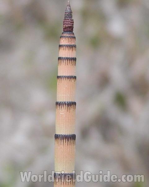 Top Of Stalk<br>(Location of Picture: Okanogan, Washington, USA)