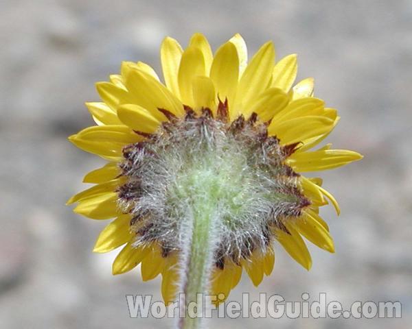 Flower<br>(Location of Picture: Cascade Mountains, Washington, USA)