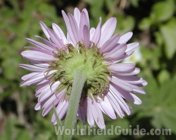 Flower - Back View<br>(Location of Picture: Cascade Mountains, Washington, USA)
