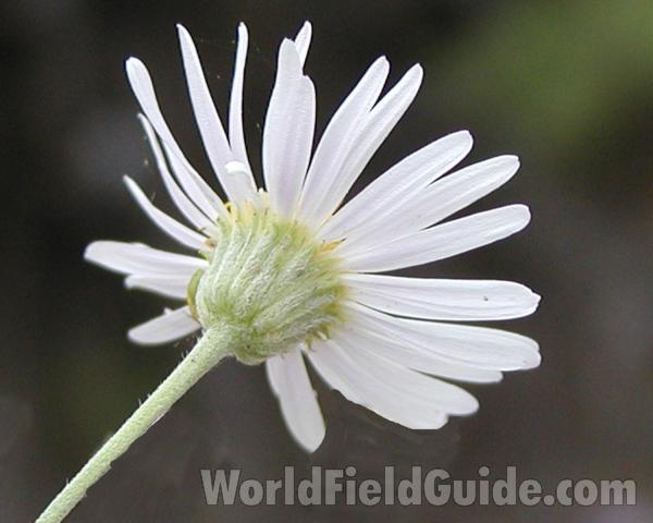 Flower - Back View<br>(Location of Picture: Okanogan, Washington, USA)
