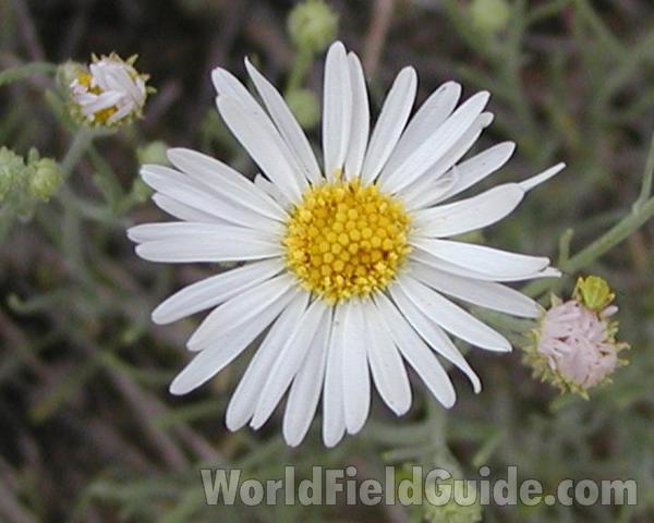 Flower - Front View<br>(Location of Picture: Okanogan, Washington, USA)