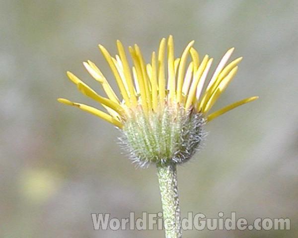 Flower - Back View - Narrow Rays<br>(Location of Picture: Okanogan, Washington, USA)