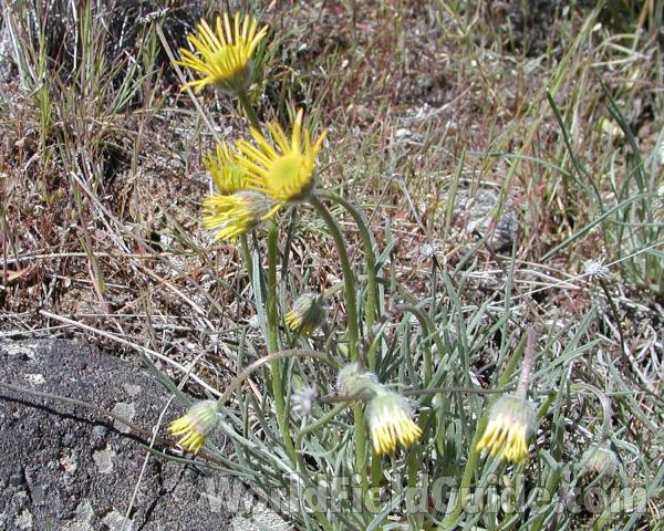 Top Of Plant - Narrow Rays<br>(Location of Picture: Okanogan, Washington, USA)